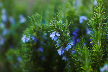 Rosmarin flowers and branches in garden