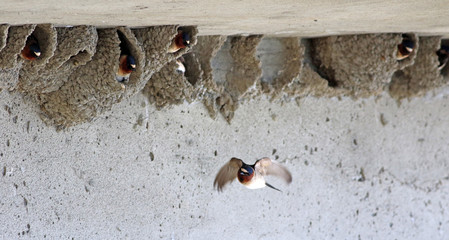 hirondelle à front blanc © Pascal Huot