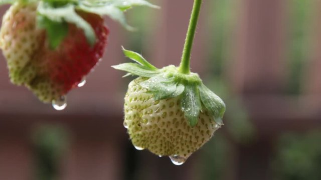 Strawberry fruit with drops