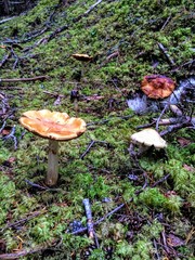 Mushrooms and moss growing in a lush forested island in Southeast Alaska