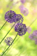 Obraz premium allium (wild garlic)