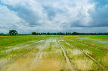 Beautiful cloud, Blue sky and Rice field, Paddy field in Thailand