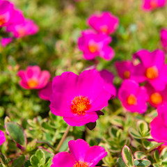 Obraz premium beautiful pink Rosemoss blooming (Portulace grandiflora,Portulaca)