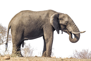 Fototapeta premium African bush elephant isolated in white background