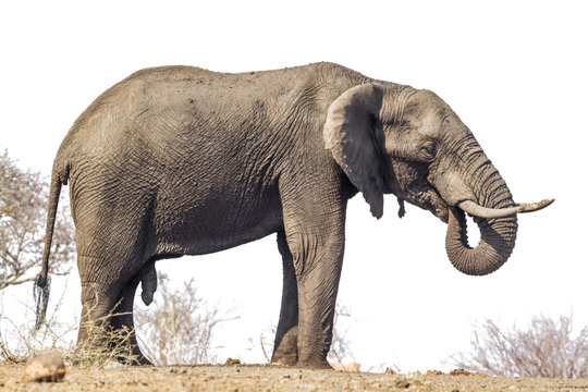 African bush elephant isolated in white background