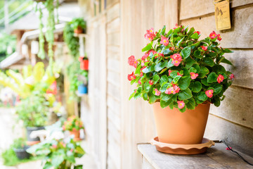 Flower pot on a brown wooden wall