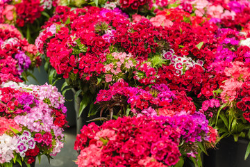 Beautiful carnation flowers at an european market
