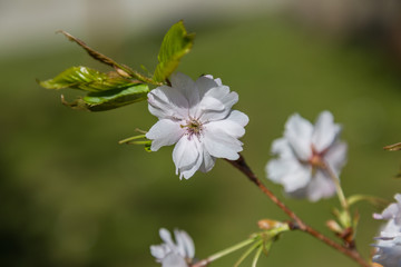 Blooming Branch