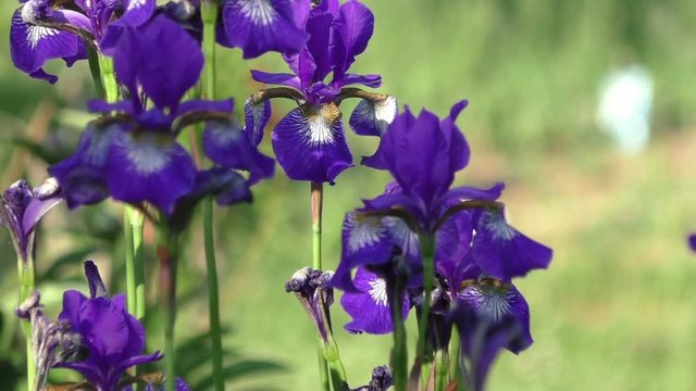 Blue iris flowers in the garden

