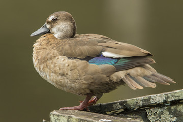 duck