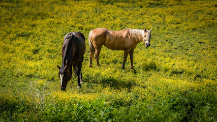 Two horses grazing in a field of yellow flowers on a sunny spring day