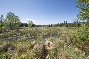 Moorwiese 3