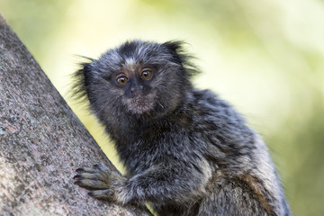 baby black-tufted marmoset
