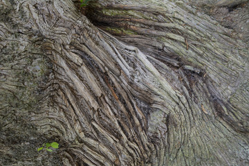 Bark background on huge trunk of chestnut tree in castle grounds