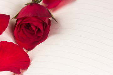 Red rose on notebook background