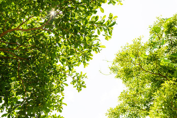 branch of  green leaf isolated on white