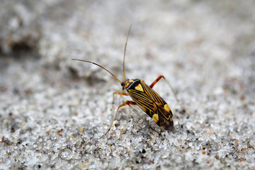 Insekt, Käfer, Cremnocephalus albolineatus, Natur 