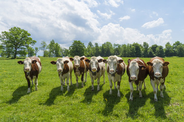 Dairy cows standing in field looking towards the camera.