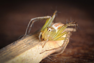 macro photography of spider on bamboo wood