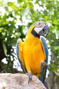 Parrot, Blue and yellow macaw,