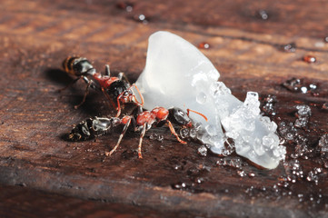 macro of ant eating fruit