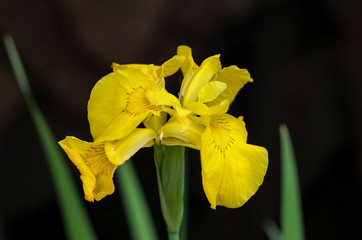 Wasserlilie gelbe Sumpf-Schwertlilie (Iris pseudacorus)