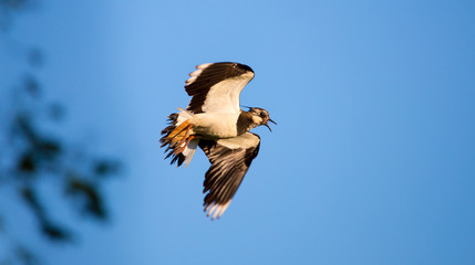ein Kiebitz fliegt rufend in freier Natur