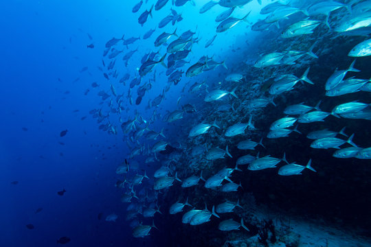 Giant trevally tuna caranx fish isolated on blue diving maldives