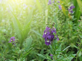 Beautiful blooming purple flower in the garden with green leaf background.