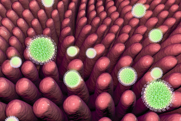 Rotaviruses. infecting intestine. 3D illustration showing intestinal villi and multiple viruses