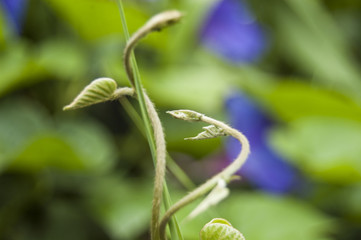 Wallpaper macro leaf bud climbing plant Central position