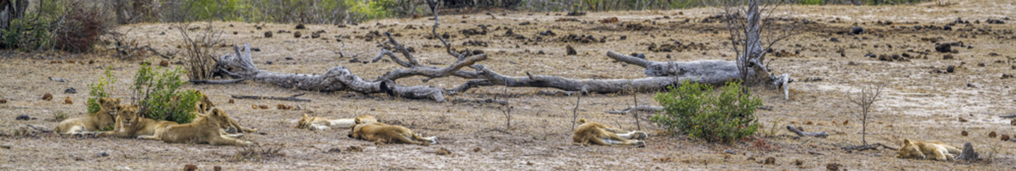 African lion in Kruger National park, South Africa