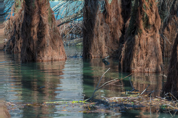 Trees on the shore of a lake