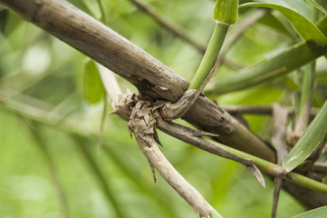 Wallpaper macro bamboo blur background