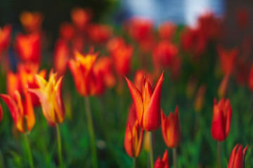 Red tulip background outside spring