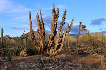 Death Large elephant Cardon cactus at a desert with blue sky, Baja California, Mexico.