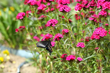 アメリカナデシコとカラスアゲハ