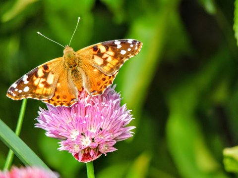 American Painted lady butterfly insect : vanessa cardui