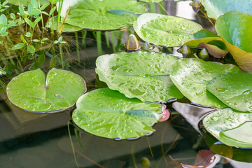 Blätter von Seerose im Wasser