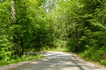 Grüner Wald im sommer
