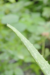 aloe vera leaf herb for relieve burn wounds in backyard garden