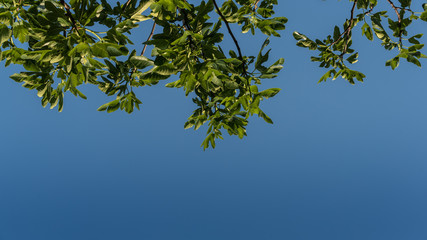 Green Fig Leaves on Blue Sky