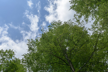 Baumkrone mit Himmel als Hintergrund für die motivation