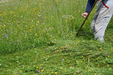 mowing the grass traditional way with the scythe 