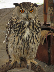 Portrait of long-eared owl ( Asio otus, Strigidae family )