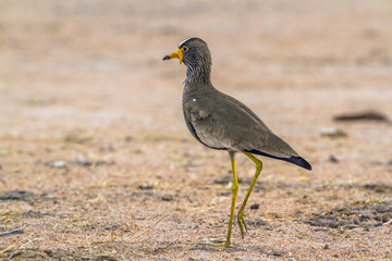 Wattled Lapwing in Kruger National park, South Africa