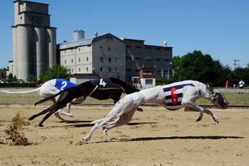 Racing Greayhounds
