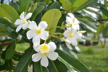 plumeria