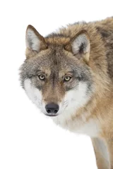 Fotobehang Wolf Grijze wolf geïsoleerd op wit
