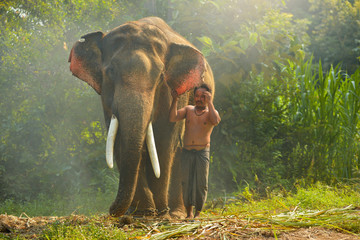 Fototapeta premium Young elephant and Man on sunrise in the field